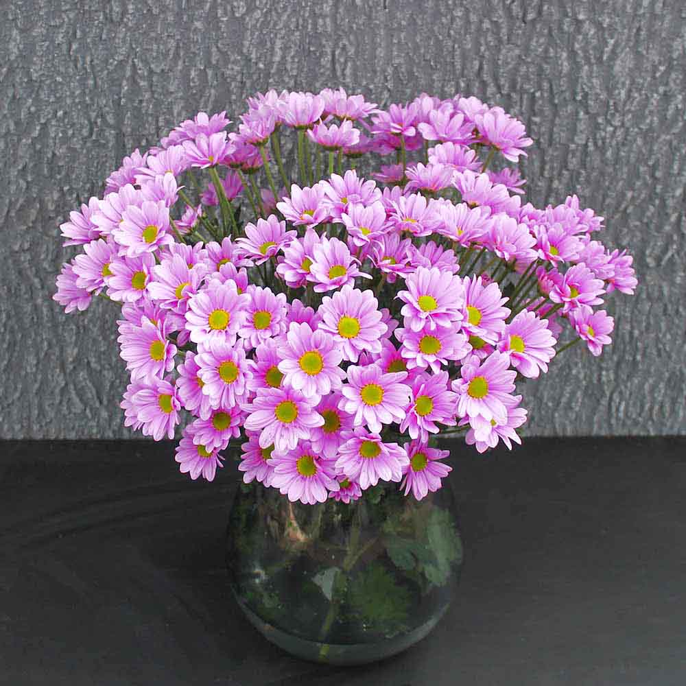 Bos chrysanten roze