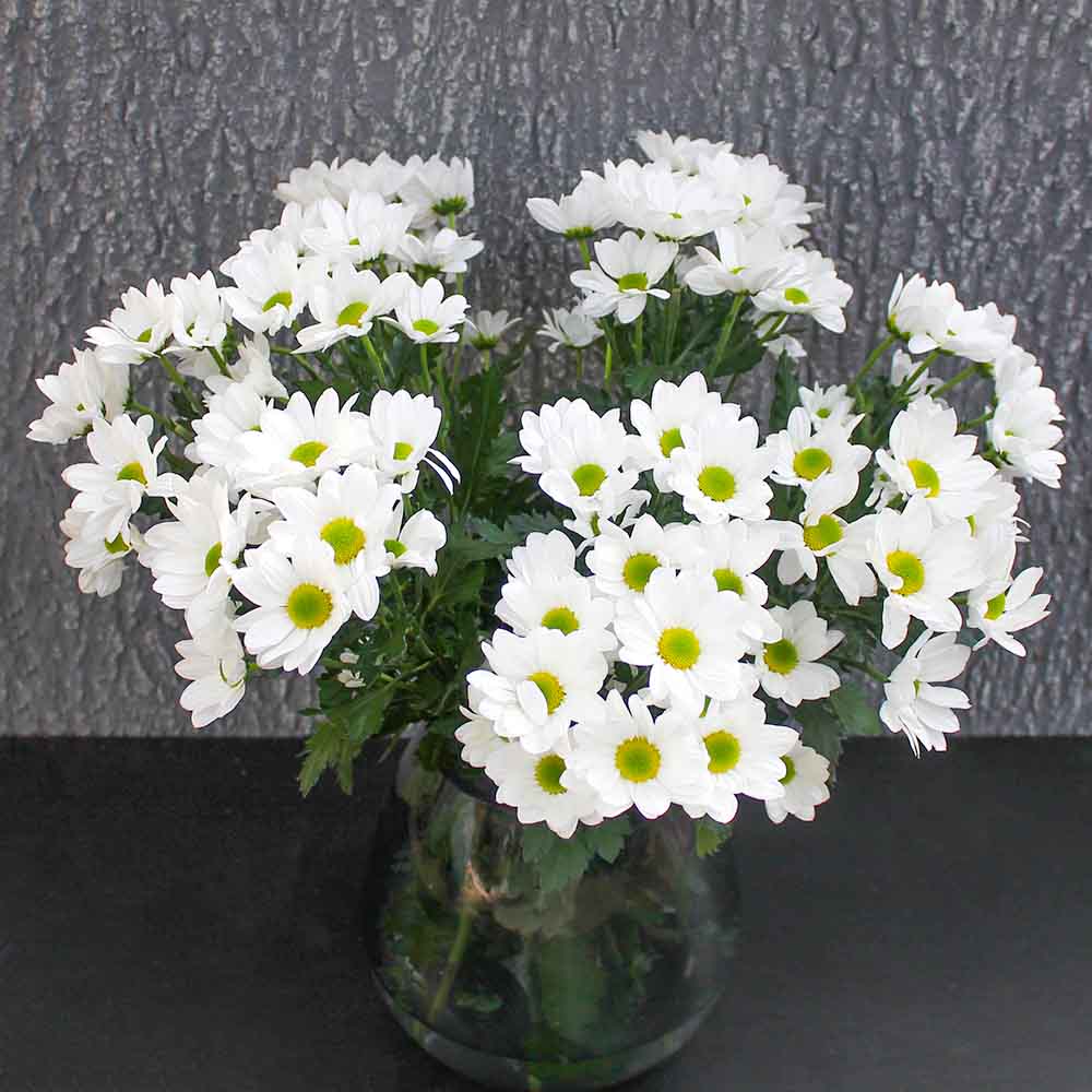 Bos chrysanten wit