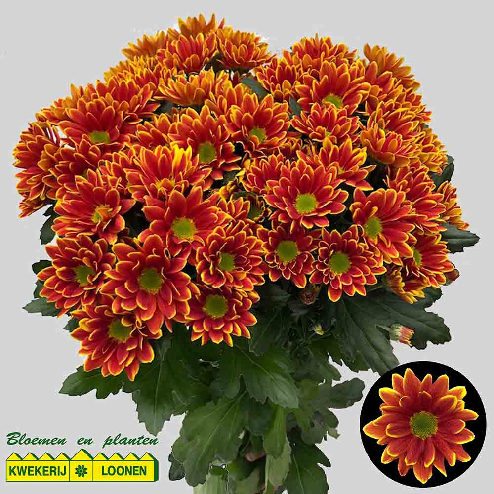 Bos chrysanten geel/oranje