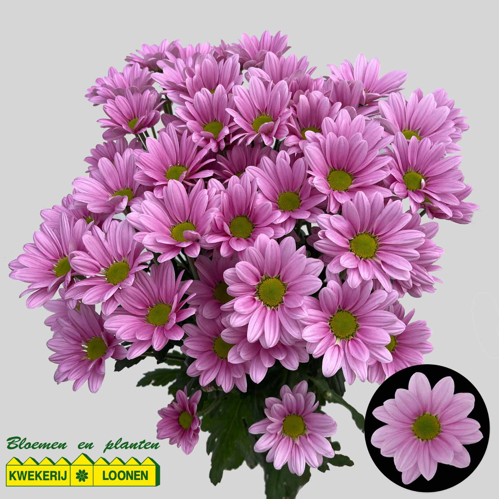 Bos chrysanten roze